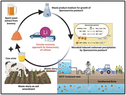 Graphical abstract: Circular economy approaches to microbially-induced carbonate precipitation for bioprocessing of geothermal brine for lithium recovery