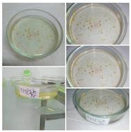 Graphical abstract: Comprehensive analysis of antimony-based organic–inorganic hybrid material: phase transition, Raman scattering, and the electrical conduction mechanism of [(CH3)4P]3Sb2Br9
