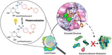 Graphical abstract: Synthesis, photochemical and biological evaluation of novel photoswitchable glycomimetic ligands of Pseudomonas aeruginosa LecB