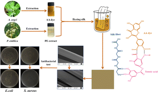Graphical abstract: Eco-friendly dyeing of silk fabric by using Artemisia argyi as natural dye and Phyllanthus emblica as natural mordant