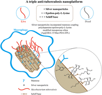 Graphical abstract: Triple-synergy bactericidal action: a mannose-decorated bioinspired coating on silver-mesoporous silica for eradicating multidrug-resistant Mycobacterium tuberculosis