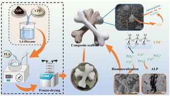 Graphical abstract: Fabrication and evaluation of PLA/CPP/GO composite scaffolds: the role of graphene oxide content in regulating properties