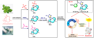 Graphical abstract: β-caryolane derivatives as novel anti-colorectal cancer agents: synthesis and in vitro biological evaluation
