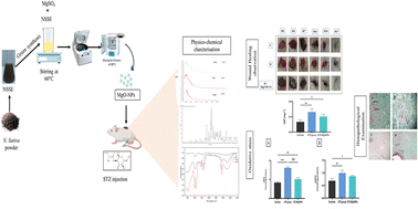 Graphical abstract: Green synthesis of magnesium oxide nanoparticles using Nigella sativa seed extract: characterization, in vitro antioxidant activities, and wound healing efficacy in streptozotocin-induced diabetic rats
