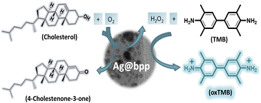 Graphical abstract: From trash to sensor: banana peel-derived silver nanocomposite as a mimic enzyme for cholesterol detection and antibacterial applications