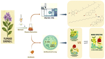 Graphical abstract: Hexane extract of Plumbago europaea L. aerial parts: phytochemical screening and antibacterial activity