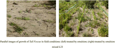 Graphical abstract: Synergy of surfactants and hyperbranched PVAc copolymer emulsion enabling ecological sand fixation in high salt-affected sandy land