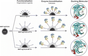 Graphical abstract: Impact of functionalization linker chemistry on cellulase immobilization: a comparative study of TEOS, APTS, and MPTS functionalized magnetic nanoparticles