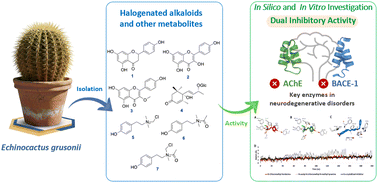 Graphical abstract: Dual inhibition of acetylcholinesterase and β-secretase by metabolites from Echinocactus grusonii Hildm.: in silico and in vitro investigations
