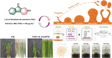 Graphical abstract: Discovering a green pesticide candidate for controlling bacterial plant disease: 1,2,3,4-tetrahydro-β-carboline as a potential biofilm inhibitor