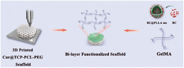 Graphical abstract: 3D-printed GelMA/BC@PLLAms-Cur@TCP-PCL-PEG bilayer scaffold for osteochondral repair
