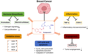 Graphical abstract: Design, synthesis, and multi-target anticancer evaluation of 1,3-thiazolodin-4-one analogues against breast cancer: mechanistic insights into estrogen metabolism, inflammation, angiogenesis, and oxidative stress