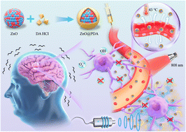 Graphical abstract: Synergistic NIR-polydopamine nanotherapy for blood–brain barrier crossing and Parkinson's disease intervention