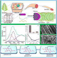 Graphical abstract: Grafting ethanedithiol moiety on the surface of cellulosic fibers by thioesterification: a simple chemical method
