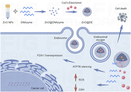 Graphical abstract: Functional nano-nucleic acid platform promotes copper-induced gastric cancer cell death