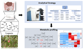 Graphical abstract: An integrated strategy based on LC/MS for the systematic screening of loganin metabolites in vivo