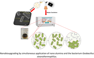 Graphical abstract: Nanobiocatalytic upgrading of heavy oil using Geobacillus stearothermophilus and alumina nanoparticles