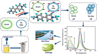 Graphical abstract: Dual-emission ratiometric fluorescent sensor based on tannic acid carbon dots and eosin for selective detection of paraquat in water and food samples