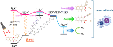Graphical abstract: Photodecarbonylation of π-extended flavonol: mechanistic insights for PDT