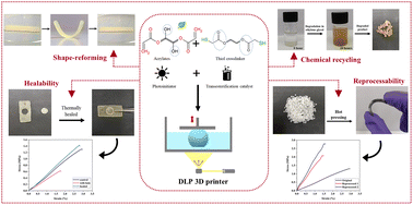 Graphical abstract: Development of biobased dynamic thiol–acrylate photopolymers: 3D-printed self-healing and shape memory materials