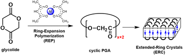 Graphical abstract: Cyclic polyglycolide by means of metal acetylacetonates