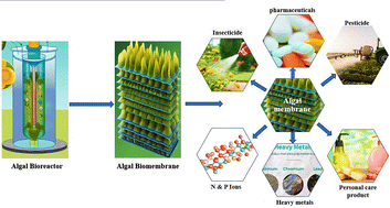 Graphical abstract: Algal-based membrane bioreactors: a sustainable Frontier for removing emerging pollutants from wastewater
