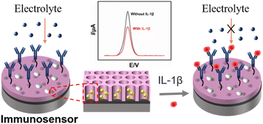 Graphical abstract: Internal probe-external recognition immunosensor fabricated on nanochannels for reagent-free electrochemical detection of interleukin-1β