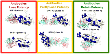 Graphical abstract: Exploring the diverse binding ability of SARS-CoV-2 variant RBDs to different antibody classes: a computational study