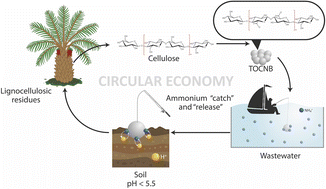 Graphical abstract: Ammonium “catch and release” from wastewater using TEMPO-oxidized cellulose nanofiber beads