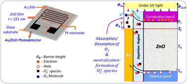 Graphical abstract: Au-modified ZnO thin films for higher-performance ultraviolet photodetectors