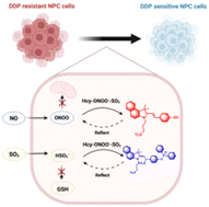 Graphical abstract: Dual-activated fluorescent probe for the study of the mechanism of SO2 and NO in cisplatin resistance of nasopharyngeal carcinoma