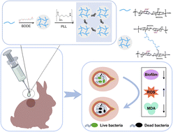 Graphical abstract: Injectable ε-poly-lysine/hyaluronic acid hydrogel for targeted prevention of cardiovascular implantable electronic device pocket infections