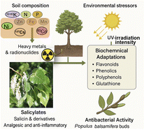 Graphical abstract: Chemical composition and ecological adaptation of Populus (Salicaceae) species and hybrids depending on soil and environmental conditions