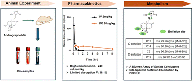Graphical abstract: Comprehensively investigating pharmacokinetics and metabolic fate of andrographolide in rats by liquid chromatography/mass spectrometry-based approach