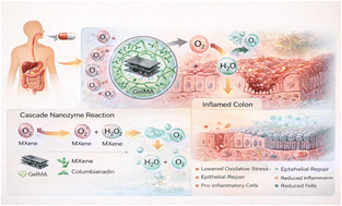 Graphical abstract: Construction of a nanozyme composite drug delivery system based on columbianadin for inflammatory bowel disease therapy