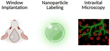 Graphical abstract: Intravital microscopy for nanomedicine: investigating nanoparticle–tissue interactions in the native state