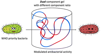 Graphical abstract: Fmoc-Phe : Fmoc-Leu supramolecular hydrogels with adaptive antibacterial activity