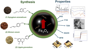 Graphical abstract: Magnetic domain orientation in magnetite Fe3O4 nanoparticles coated with natural extracts from Syzygium aromaticum, Illicium verum or Lippia graveolens