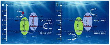 Graphical abstract: A novel AgBr/BiFeO3 Z-scheme heterojunction with boosted photocatalytic dye removal