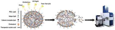 Graphical abstract: Gauging lipid vulnerabilities in mRNA-LNPs under various environmental stressors through TIMS-TOF analysis