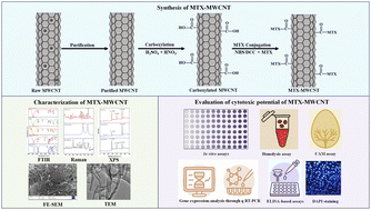 Graphical abstract: Fabrication of methotrexate conjugated multi-walled carbon nanotubes for the evaluation of cytotoxic potential at biochemical and molecular level modulating BAX, BCL-2 and telomerase expression