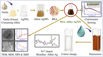 Graphical abstract: Spectrophotometric detection of Fe3+ ions using garlic-derived alliin and bovine serum albumin-stabilized AgNPs