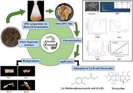Graphical abstract: Valorization of cash crop waste into a decomposable nanocellulose adsorbent matrix through bacterial cell factories for the management of agricultural runoff contaminants