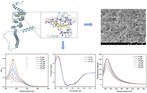 Graphical abstract: Fabrication of a zein-phloretin complex and nanoparticles: interaction mechanism and characterization