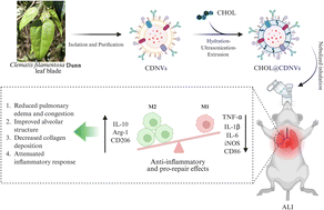 Graphical abstract: Low-concentration cholesterol modification enhances Clematis filamentosa Dunn-derived extracellular vesicle-mediated macrophage polarization regulation for acute lung injury therapy