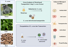 Graphical abstract: Saussurea costus in nanomedicine: green-synthesized metal nanoparticles and advanced nanosystems for enhanced therapeutic efficacy