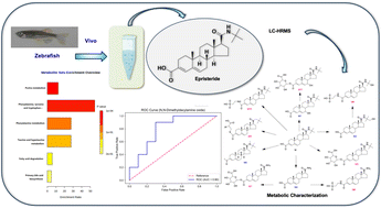 Graphical abstract: Analysis of metabolic characteristics of epristeride in zebrafish based on LC-Q-TOF MS and its potential applications in doping control