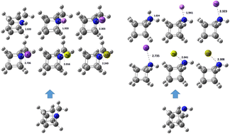 Graphical abstract: How topology governs cation affinity: protonation and metal coordination in 1- and 9-azahomocubane