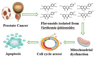 Graphical abstract: Context-dependent cytotoxicity and ADMET profiling of methoxylated flavonoids as novel leads for metastatic prostate cancer