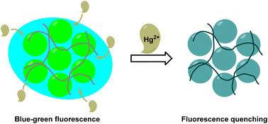 Graphical abstract: Covalent organic imine polymer containing benzothiadiazole as a bifunctional material for specific fluorescence detection and removal of Hg2+